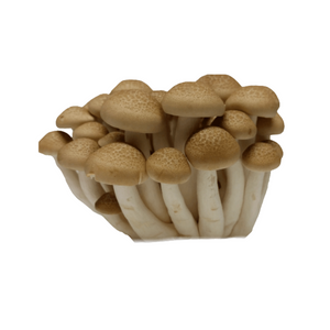 Buna shimeji mushroom
